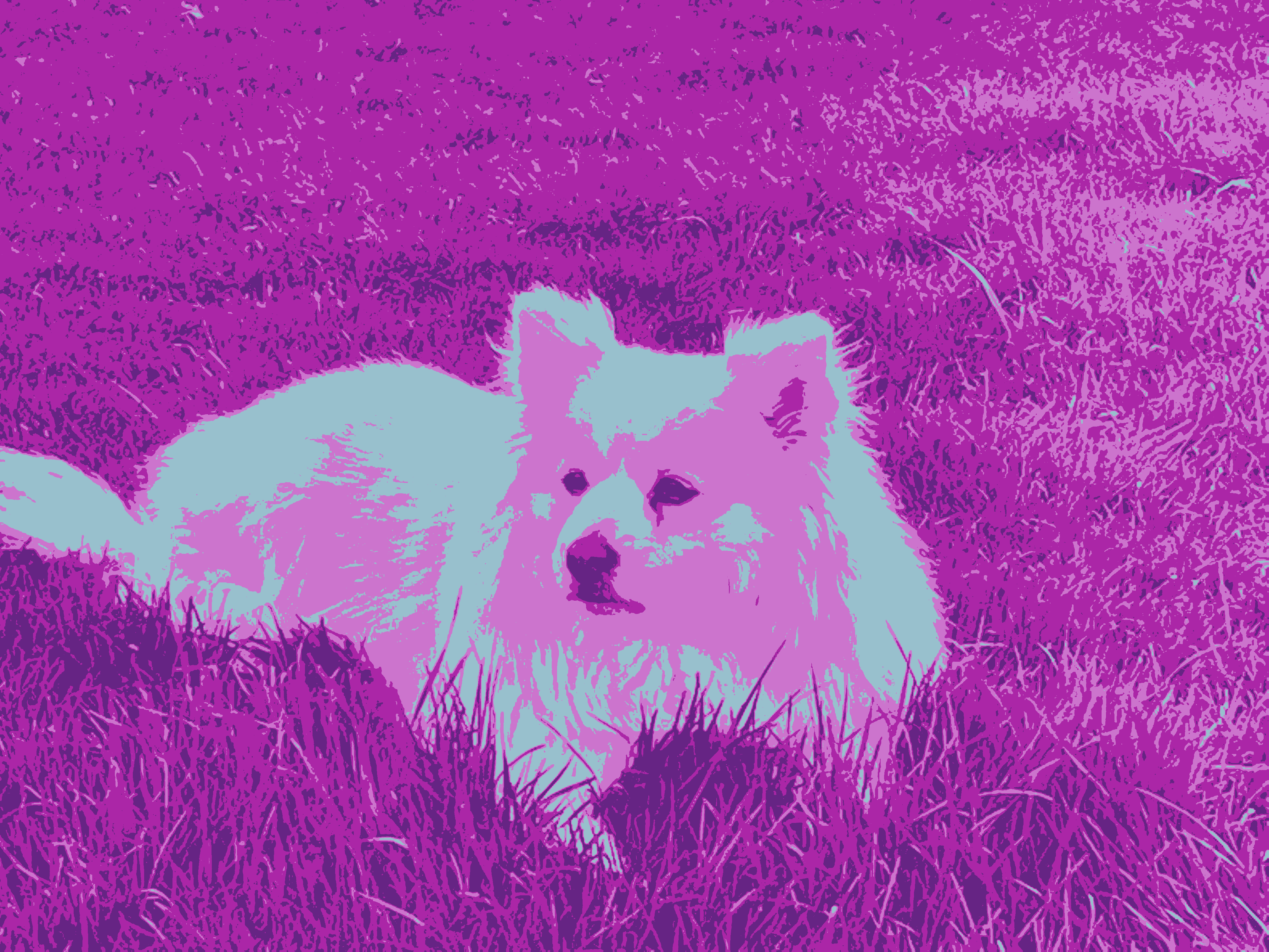 Colorful dog in grass